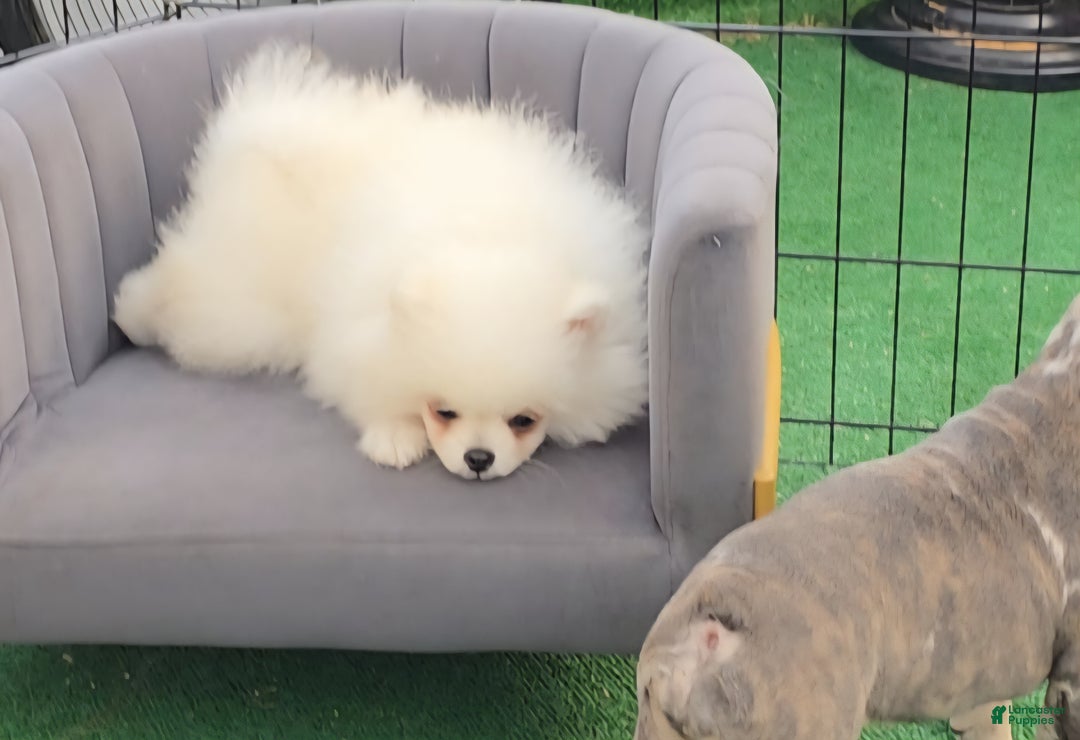 Pomeranian dogs for sale: Teodoro coreano  - Ad 2