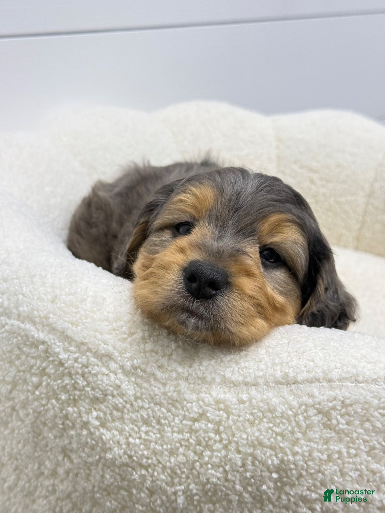 Mini Goldendoodle dogs for sale: Max 🐶😘 - Ad 4