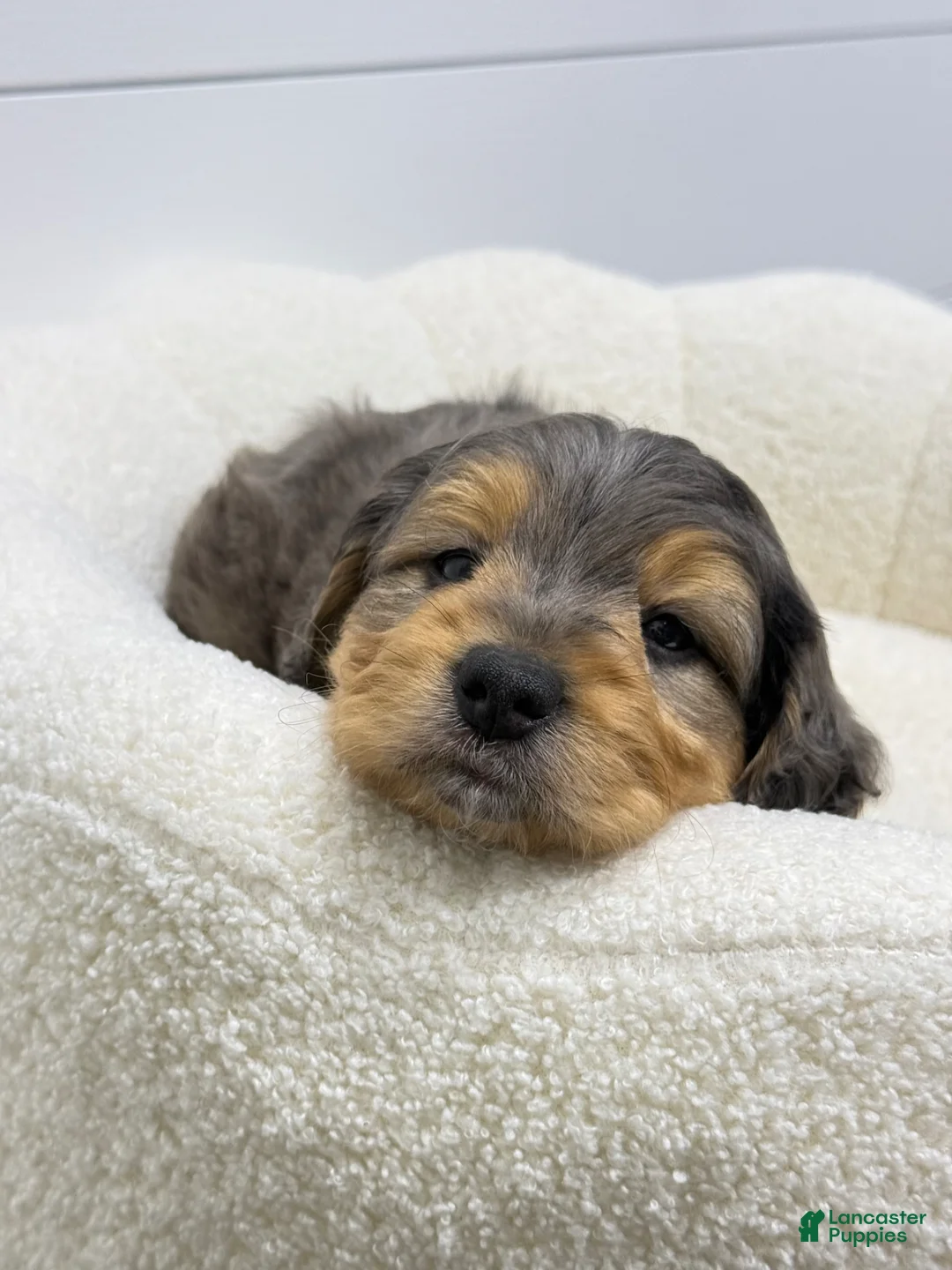 Mini Goldendoodle dogs for sale: Max 🐶😘 - Ad 1