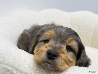 Mini Goldendoodle dogs for sale: Max 🐶😘 - Ad 4