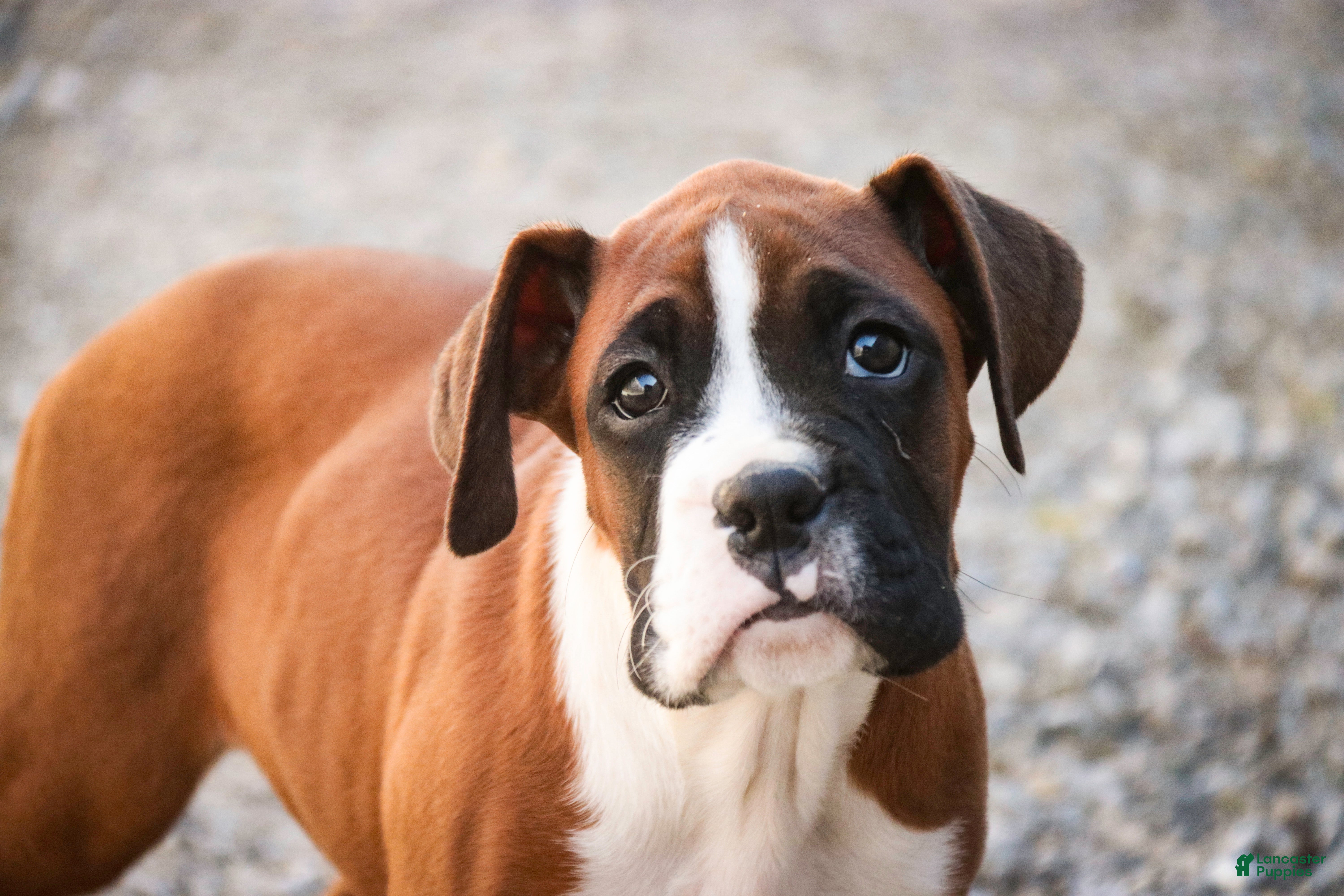 Boxer dogs Cappuccino - Ad 2