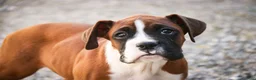Boxer dogs for sale: Cappuccino - Ad 2