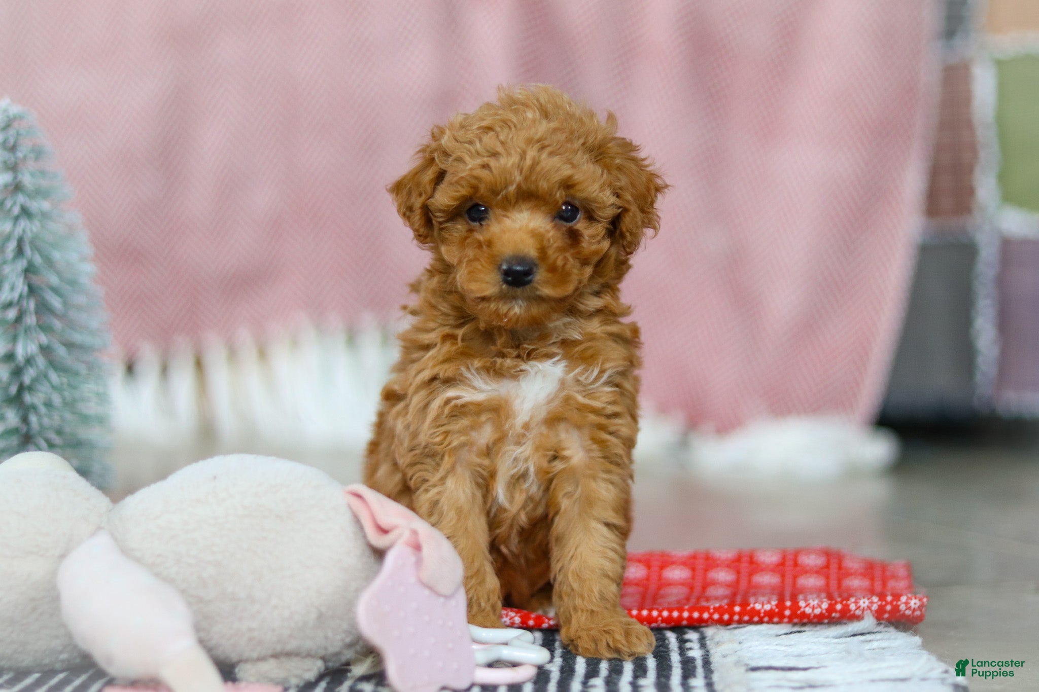 Miniature Poodle dogs Sadie - Ad 21