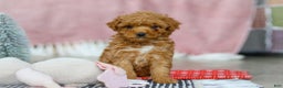Miniature Poodle dogs for sale: Sadie - Ad 1