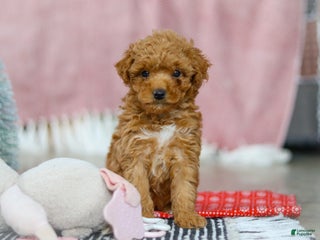 Miniature Poodle dogs Sadie - Ad 28