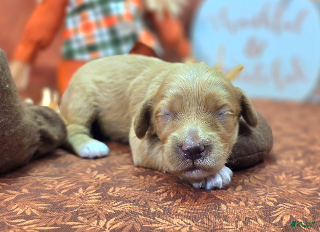 Cockapoo dogs for sale: Captain Walden - Ad 15