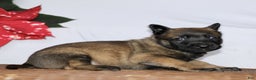 Belgian Malinois dogs for sale: Archer  - Ad 2