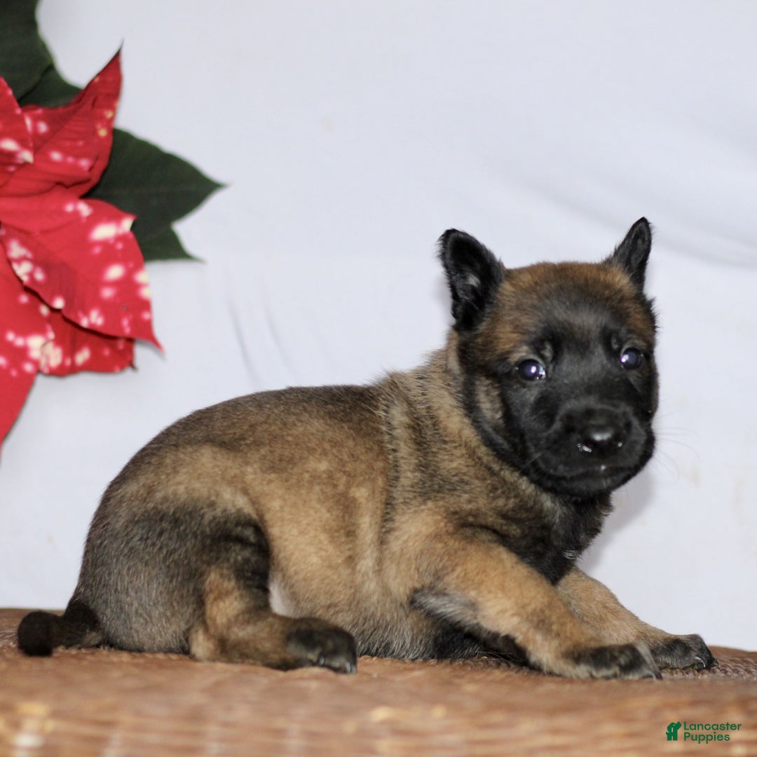Belgian Malinois dogs for sale: Archer  - Ad 2