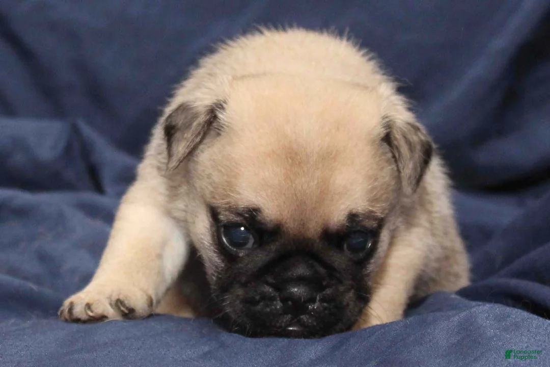 Puggle dogs for sale: Theo - Ad 2