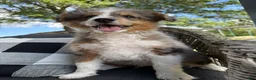 Mini Aussiedoodle dogs for sale: Clark new pictures - Ad 14