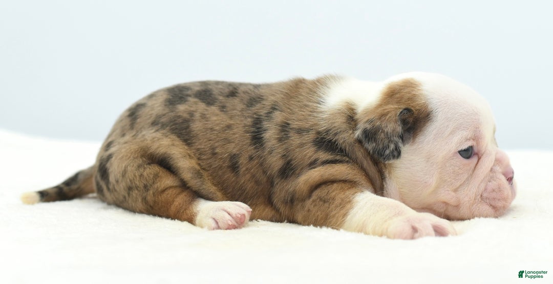 Mixed Breed dogs for sale: Turbo Merle blue eyes - Ad 18