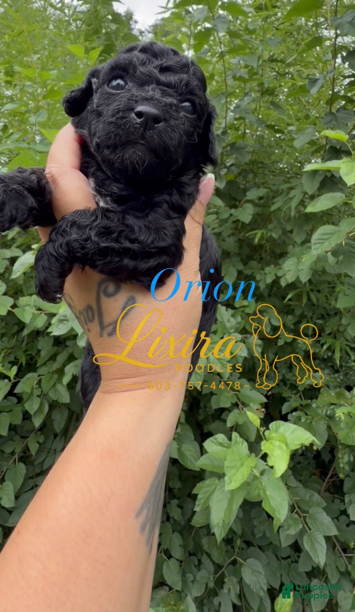 Toy Poodle dogs Orion - Ad 33