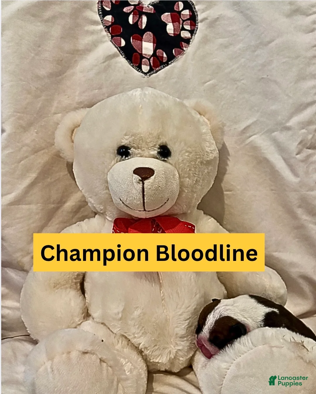 English Bulldog dogs for sale: Moon Pie - Ad 3