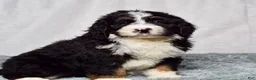 Bernedoodle dogs for sale: Wyatt - Ad 3