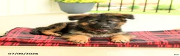 German Shepherd dogs for sale: Roland - Ad 5