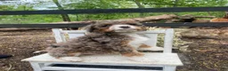 Bernedoodle dogs for sale: Roxy - Ad 7