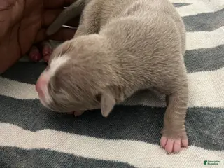 American Bully dogs American Bully Puppy 2 - Ad 32