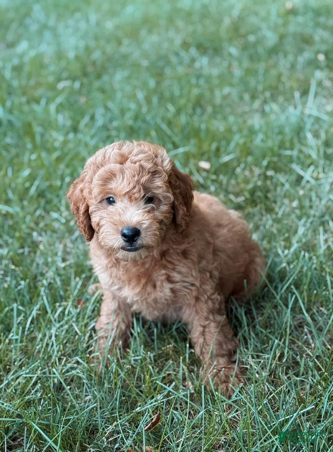 Mini Goldendoodle dogs for sale: Tom - Ad 3