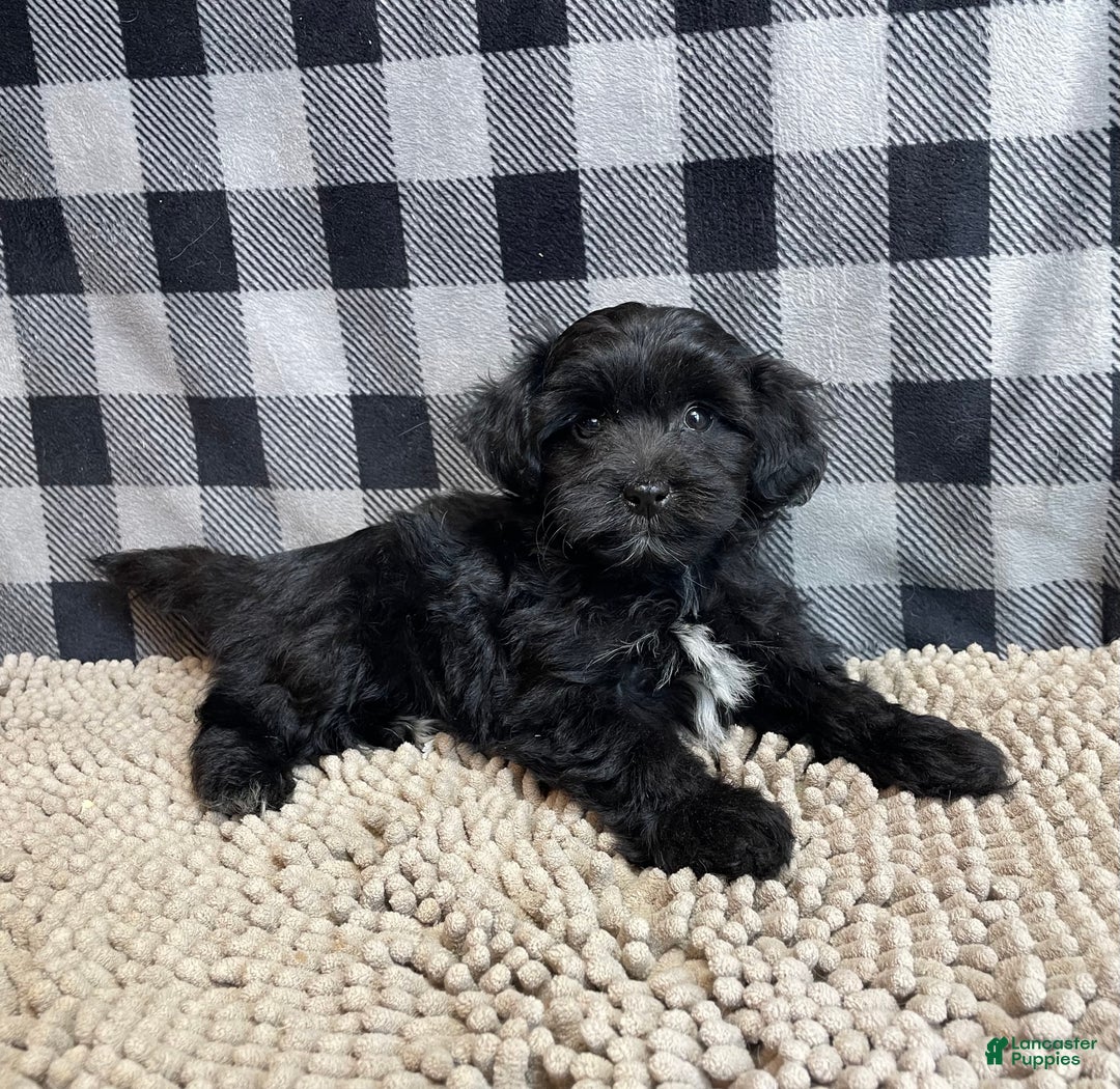 Mixed Breed dogs for sale: Rosie - Ad 5