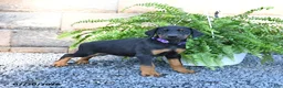 Doberman Pinscher dogs for sale: Poppy - Ad 3