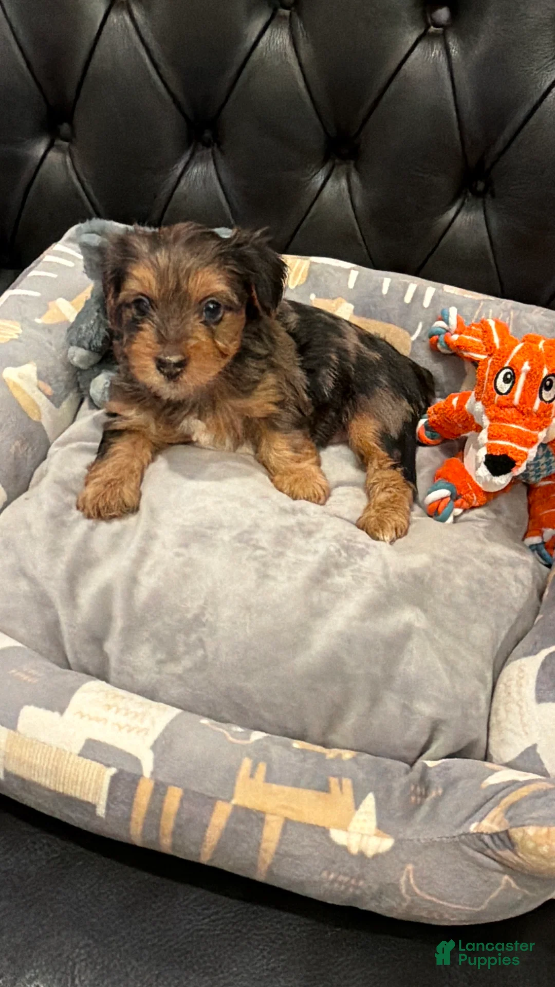 Yorkshire Terrier dogs for sale: Yorkshire Terrier 3 - Ad 2