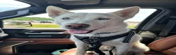 Siberian Husky dogs for sale: Annie Grace - Ad 9