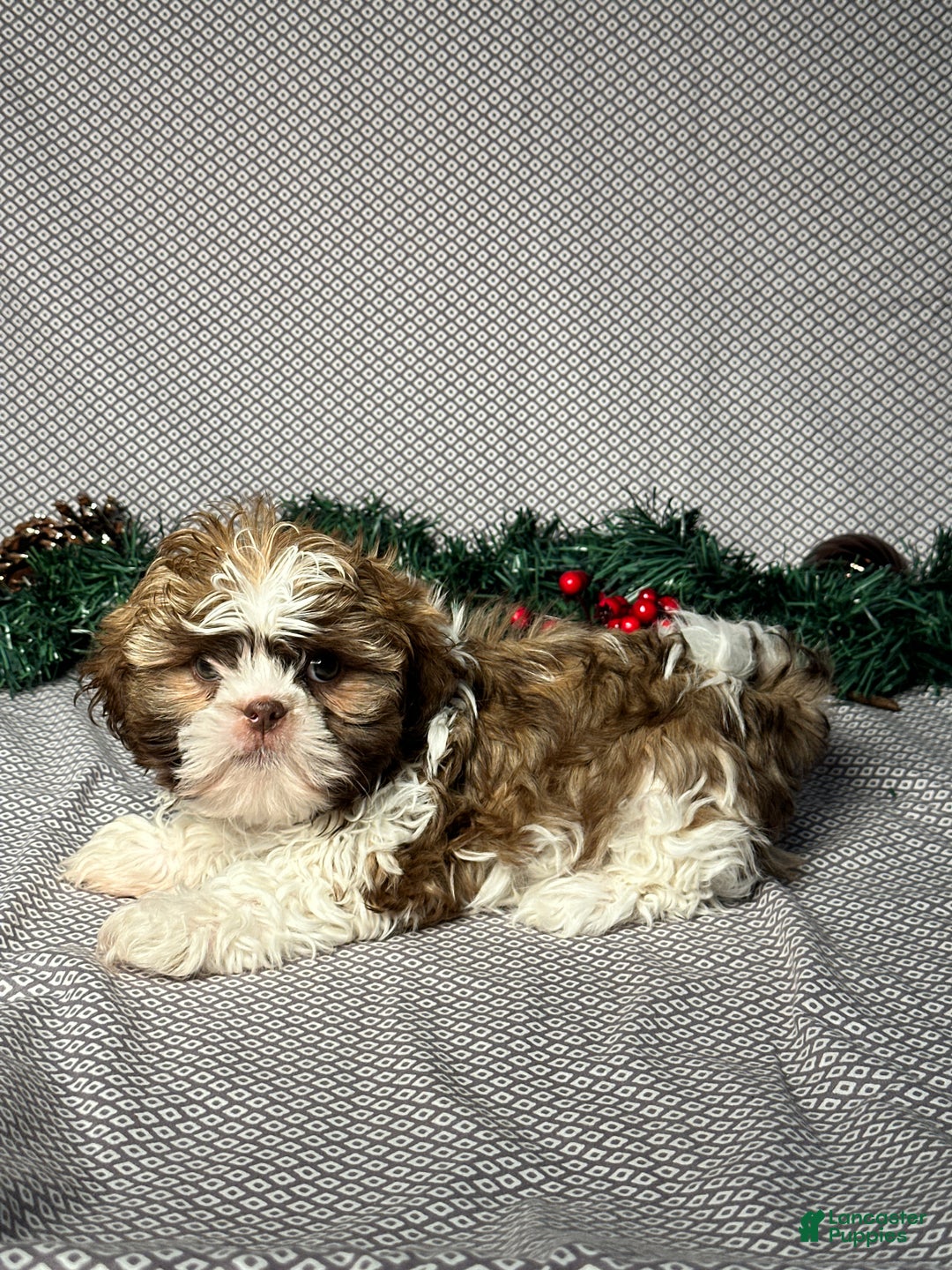 Shih Tzu dogs for sale: Cole - Ad 4