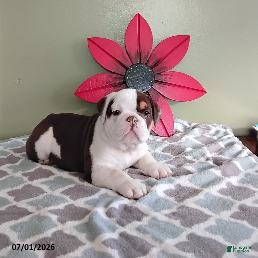 English Bulldog dogs Austin - Ad 1