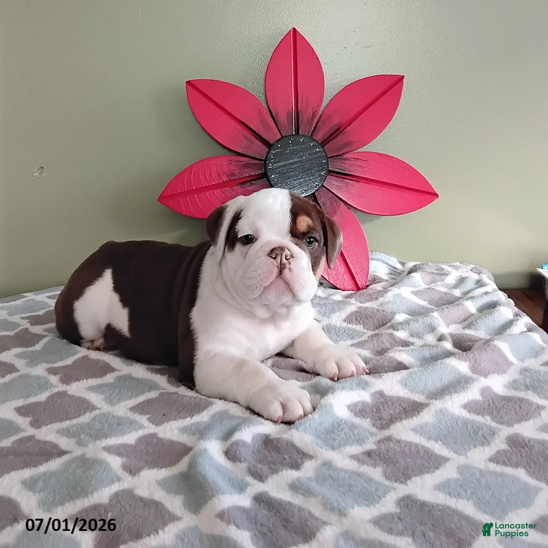 English Bulldog dogs for sale: Austin - Ad 1