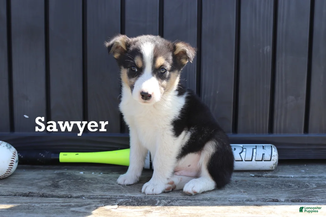 Mixed Breed dogs for sale: Sawyer - Ad 1