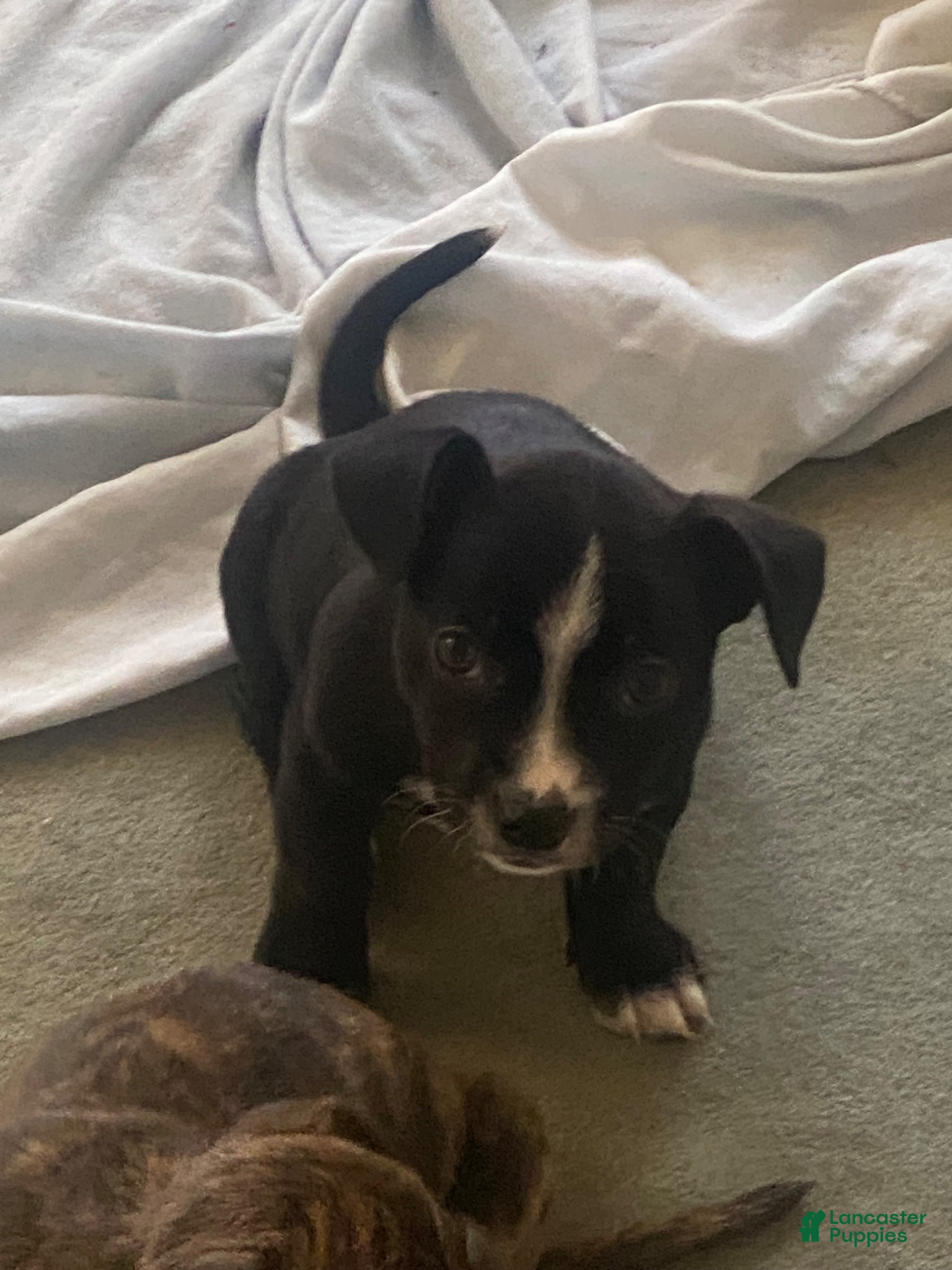 Mixed Breed dogs black baby bulldog  - Ad 39