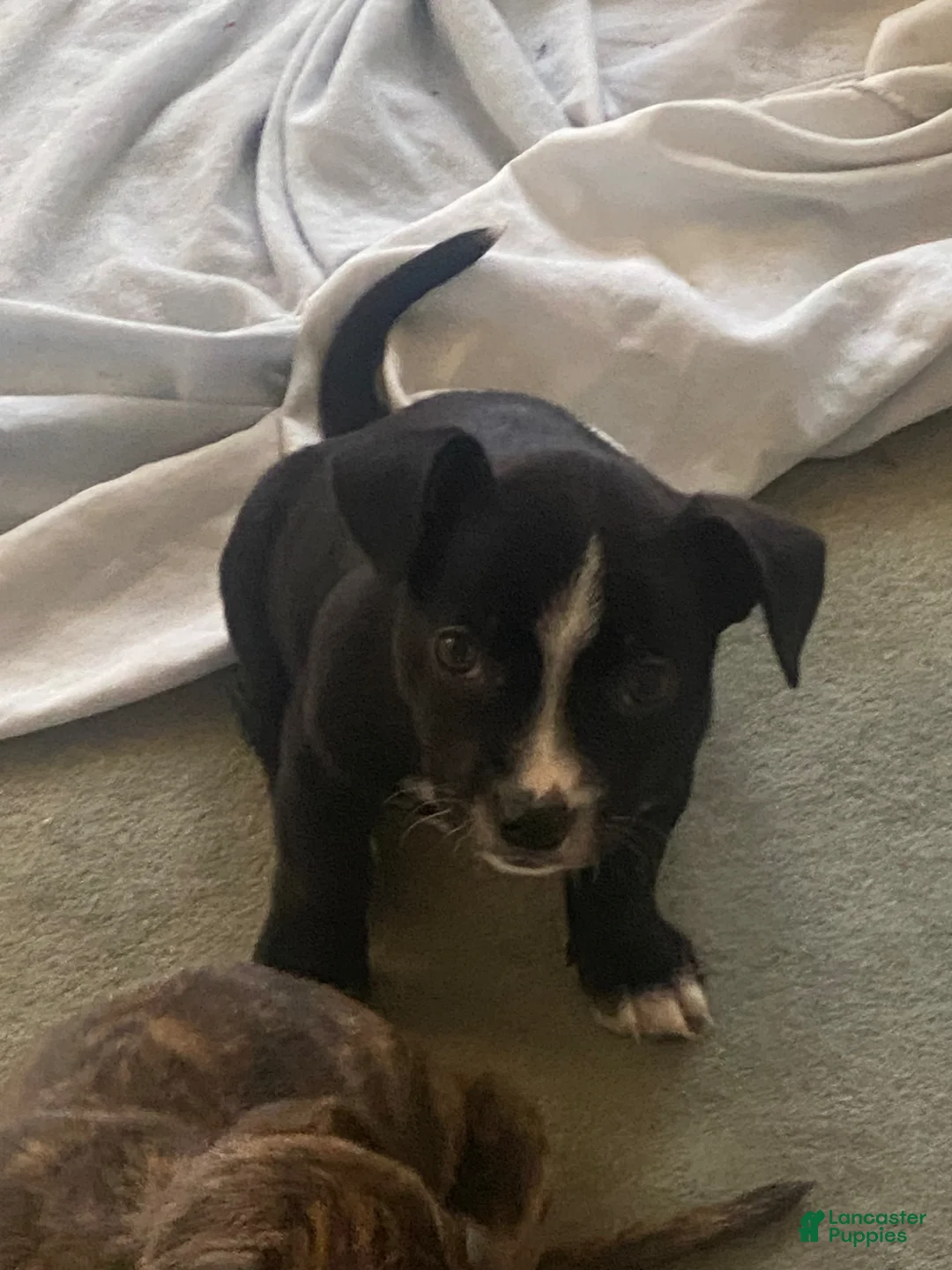 Mixed Breed dogs for sale: black baby bulldog  - Ad 1