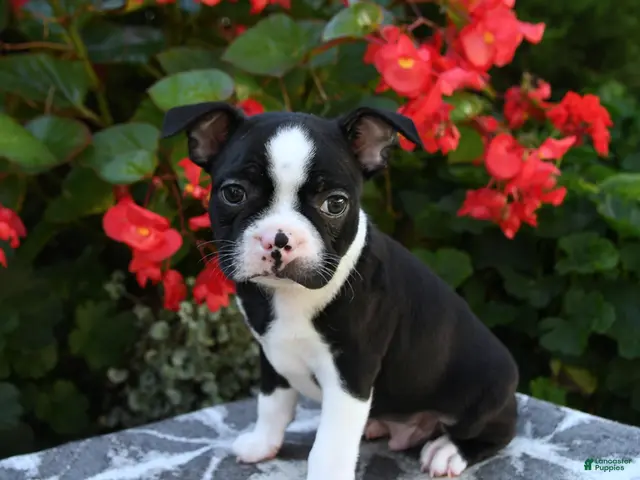 Boston Terrier dogs for sale: Yaro - Ad 1