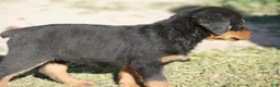 Rottweiler dogs for sale: Rottweiler litter of 5 puppies - Ad 21