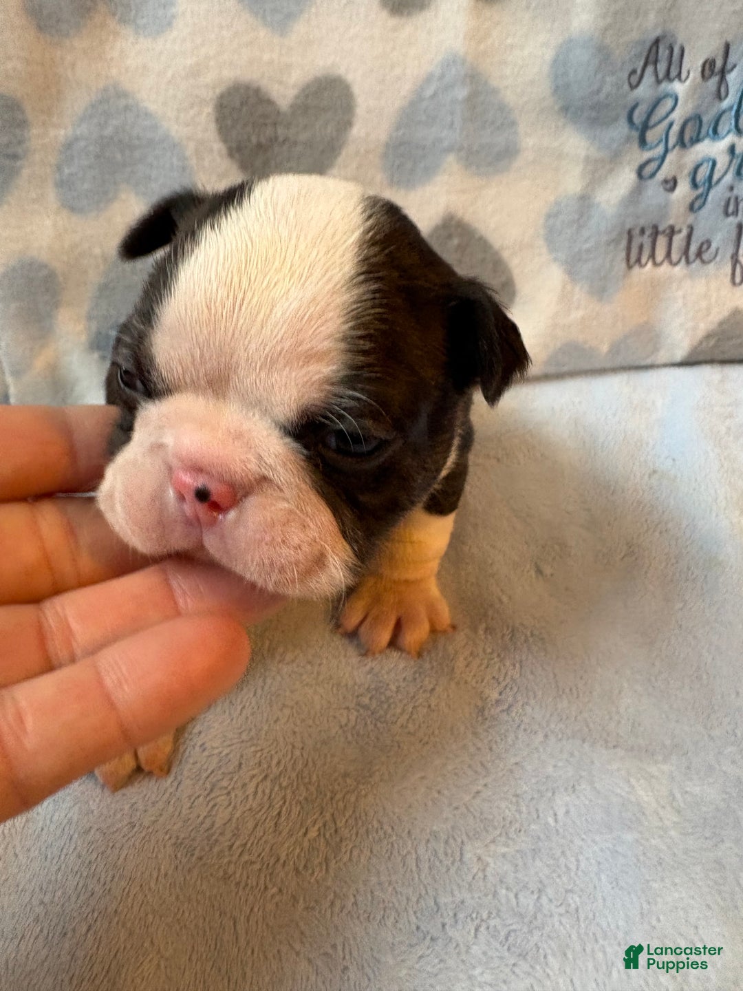 Boston Terrier dogs for sale: Boston Terrier Puppy 1 - Ad 5