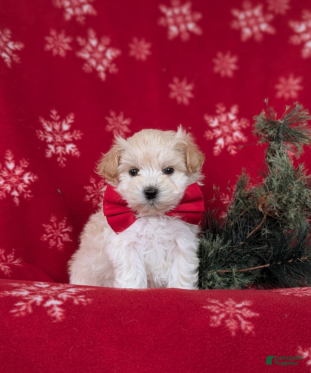 Maltipoo dogs for sale: Brock 7 lbs Full Grown - Ad 3