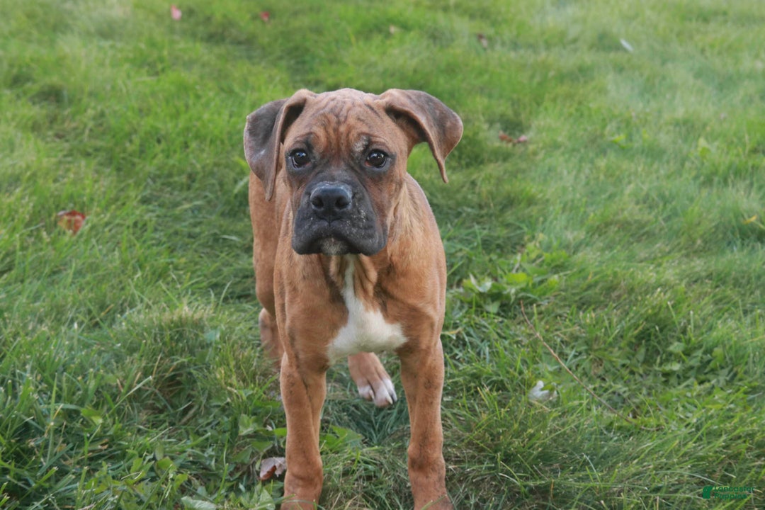 Boxer dogs for sale: Sam - Ad 6