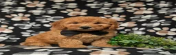 Goldendoodle dogs for sale: Dennis Hypoallergenic - Ad 3