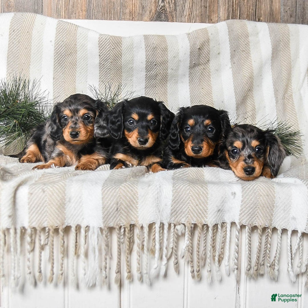 Miniature Dachshund dogs for sale: Cookie - Ad 5