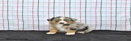 Australian Shepherd dogs for sale: Preston - Ad 3
