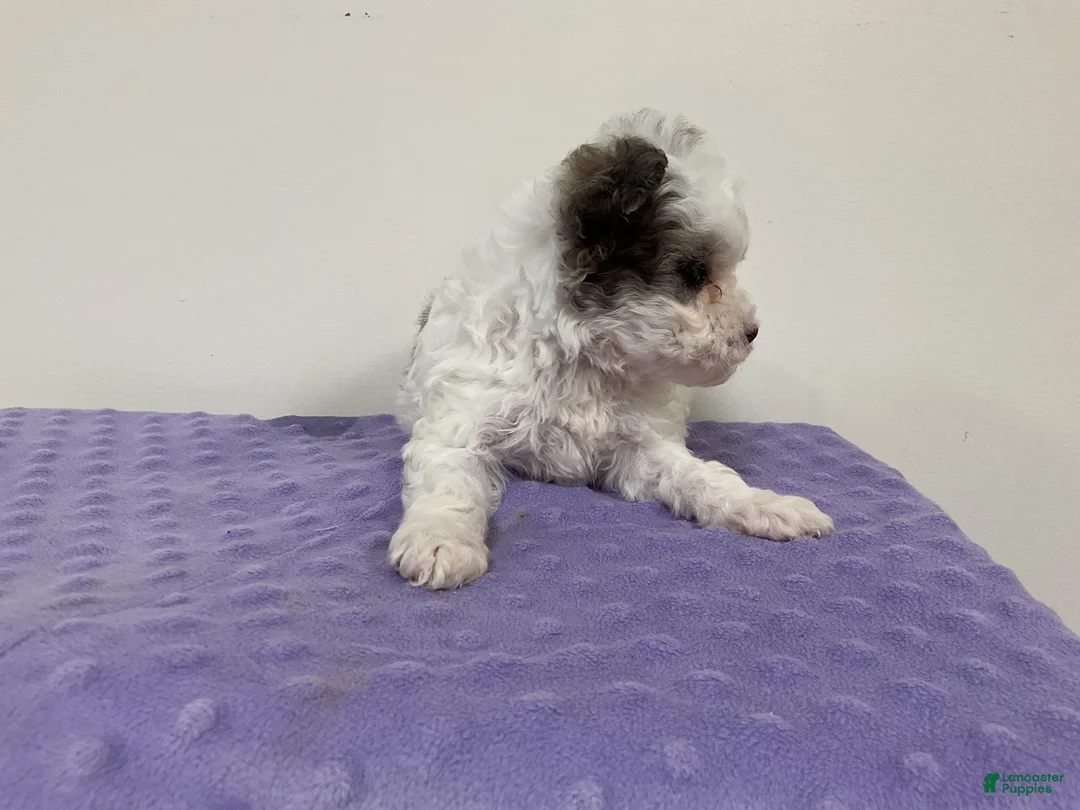 Maltipoo dogs for sale: NOEL - Ad 2