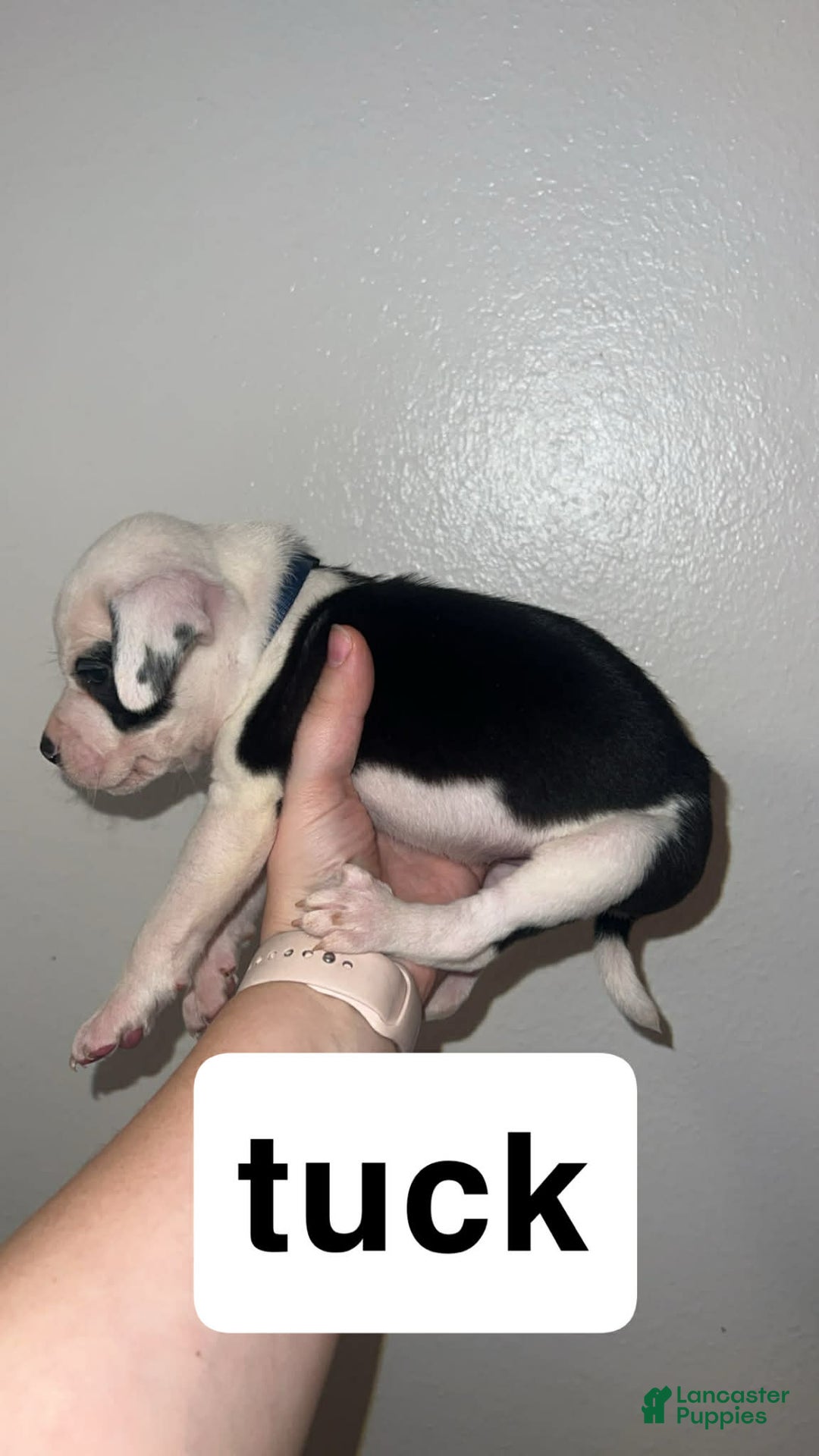 Mixed Breed dogs for sale: Mixed Breed Puppy 4 - Ad 6