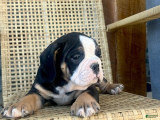 Olde English Bulldogge dogs - Ad 9
