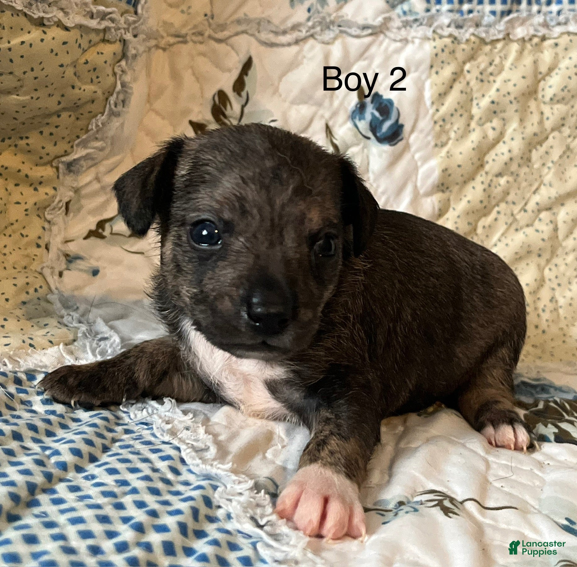 Chiweenie dogs Chiweenie 2 - Ad 2