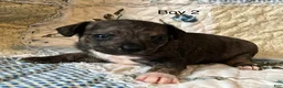 Chiweenie dogs for sale: Chiweenie 2 - Ad 2