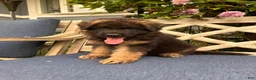 German Shepherd dogs for sale: Jasper - Ad 7