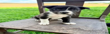 Bandit