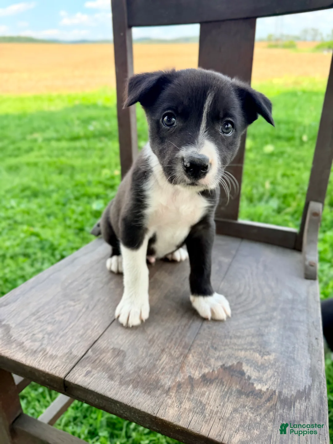 Border Collie dogs for sale: Bandit - Ad 1