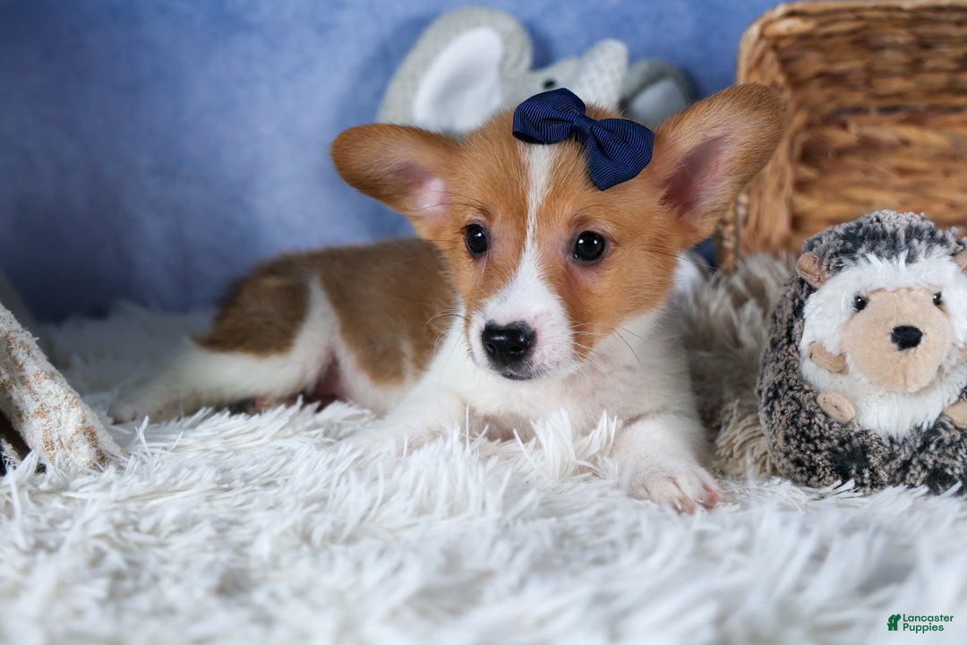 Welsh Corgi Pembroke dogs for sale: Luigi - Ad 7