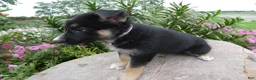 German Shepherd dogs for sale: German Shepherd Skyley 1 - Ad 4